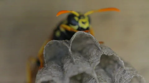 Yellow Jacket Wasp tends to eggs in nest Stock Footage 723269