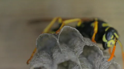 Yellow Jacket Wasp tends to eggs in nest Stock Footage 723272
