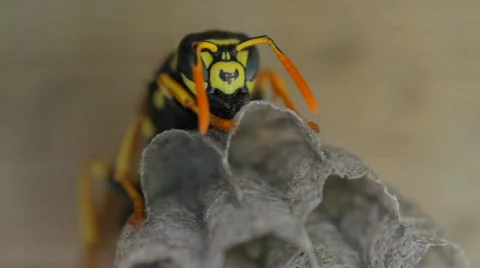 Yellow Jacket Wasp tends to eggs in nest Stock Footage 723274