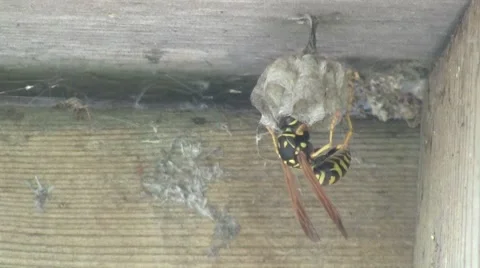 Yellow Jacket Wasp tends to eggs in nest Stock Footage 8668818