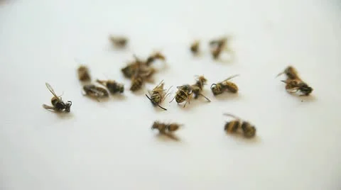 Yellow jackets dead and dying Stock Footage 12580779