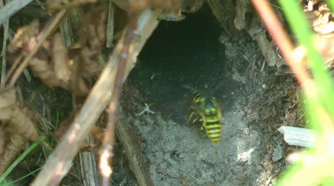 Yellow Jackets Video stock 23437442