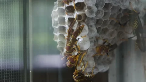 Yellow jackets nest Stock Footage 159569978