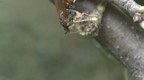 Yellow jackets - wasp Stock Footage 54521882