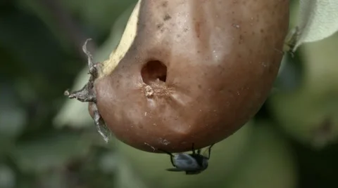 Yellow jackets - wasp Stock Footage 54525412