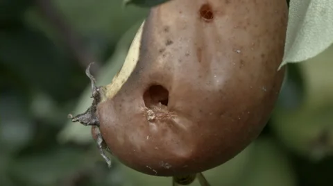 Yellow jackets - wasp Stock Footage 54531064