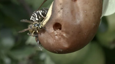 Yellow jackets - wasp Stock Footage 54536154