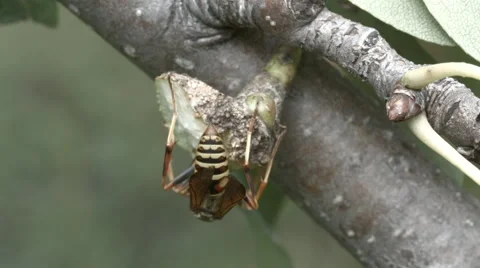 Yellow jackets - wasp Stock Footage 54540247