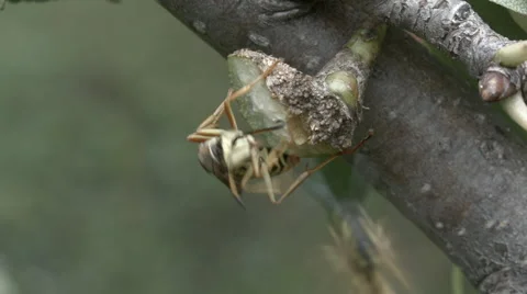 Yellow jackets - wasp Stock Footage 54543955