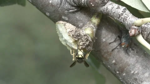 Yellow jackets - wasp Stock Footage 54555545