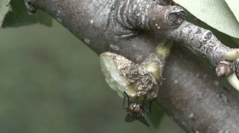 Yellow jackets - wasp on tree branch Stock Footage 54540796