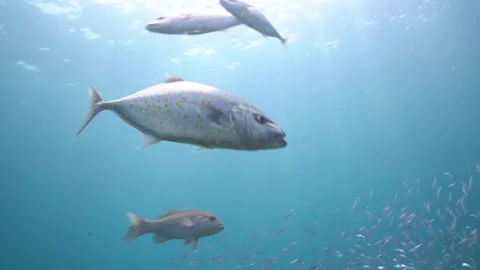 Yellow jackfish hunting Stock Footage 256642217