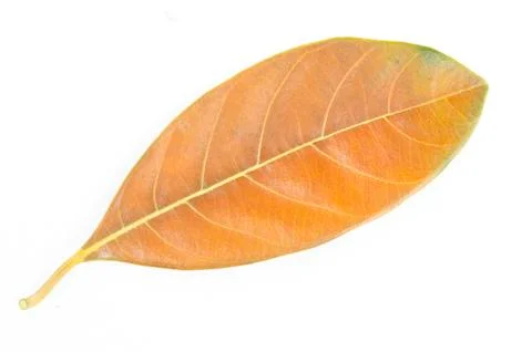 Yellow jackfruit leaf isolated on white background Stock Photos