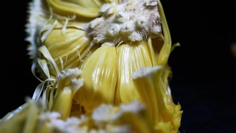 Yellow jackfruit with soft white details against a dark background, Cut ope.. Stock Footage 339022496