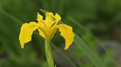 Yellow Japanese iris Stock Footage 35657363
