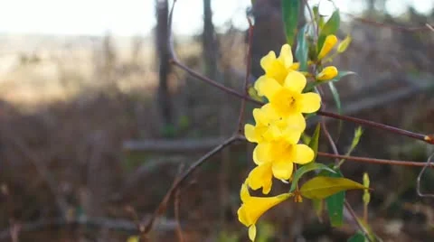 Yellow Jasmine Flower Видео 10823886