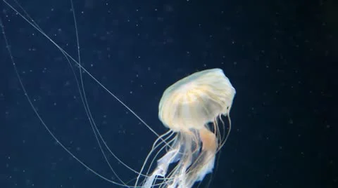 Yellow Jellyfish Stock Footage 8947112