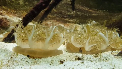 Yellow jellyfish Stock Footage 93253792
