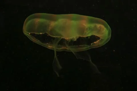 Yellow jellyfish Stock Photos