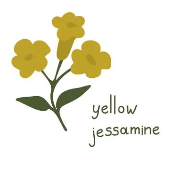 Yellow jessamine vector flower Stock Illustration