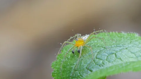 Yellow jumping spider. Video stock 119428355