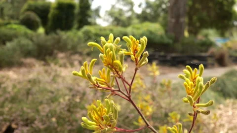 Yellow Kangaroo Paw Stockbeeldmateriaal 169132206