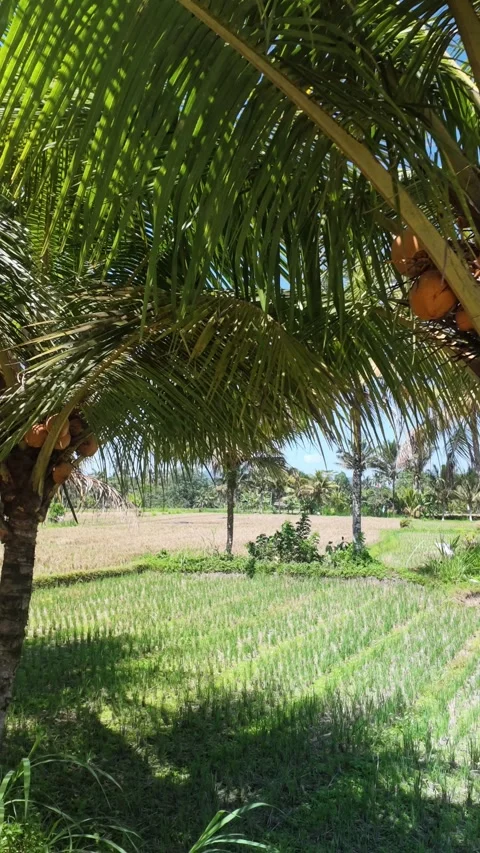 Yellow King Coconut Palm Tree Heavy with Fresh Fruit in Rice Field Landscape Stock Footage 344264566