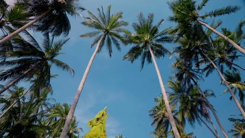 Yellow kite flying between palm trees 動画素材 85312545