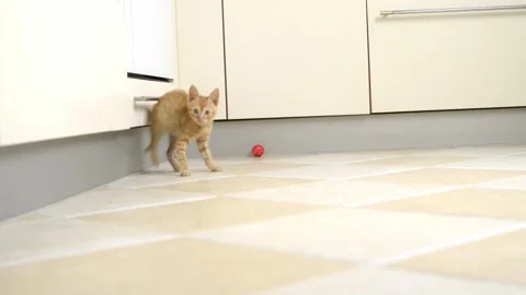 Yellow kitten is playing with a red ball on the kitchen floor Stock Footage 311120004