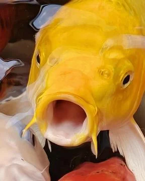 Yellow Koi Close-up Stock Photos