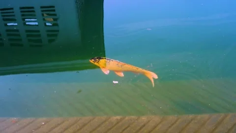 Yellow koi fish Stock Footage 243541593