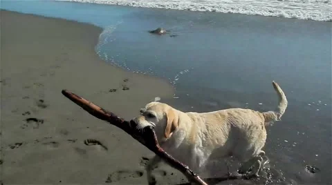 Yellow Lab, Dog Fetching a Big Stick on the Beach 스톡 동영상 47484459
