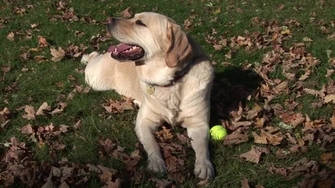 A Yellow Lab dog 스톡 동영상 72571560