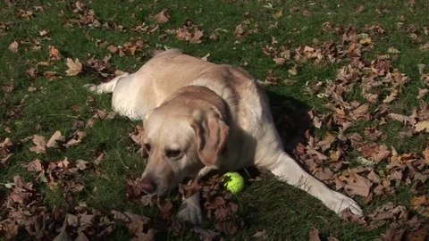 A Yellow Lab dog Vídeos de archivo 72571563