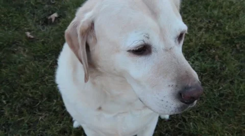 Yellow Lab, Dog, Looking Around on Front Lawn 스톡 동영상 47485365