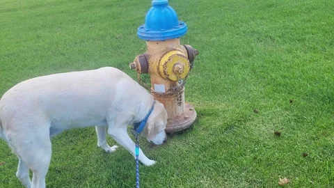 Yellow Lab Dog sniff fire hydrant park green grass Stock-Footage 339244786