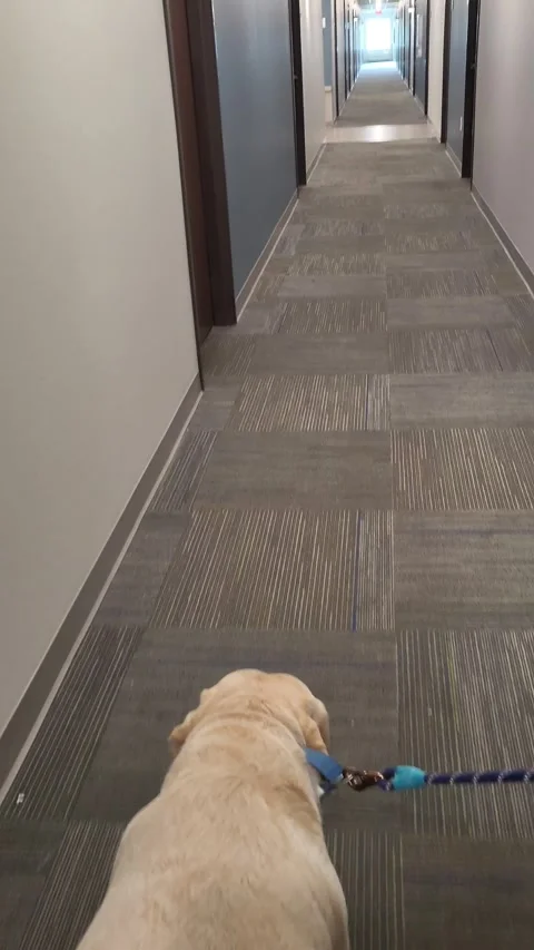 Yellow Lab Dog Walking Down Hallway Apartments Hotel Condo Facility Stock-Footage 339244959