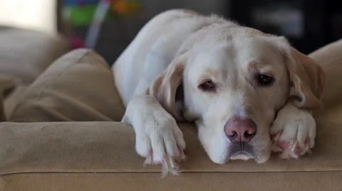 Yellow lab falls asleep on back of couch, RIGHT, 4K Stock Footage
