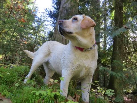 Yellow Lab in the Forest Stock Photos