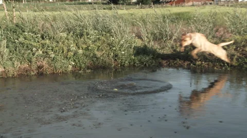 Yellow Lab Jumping Into Pond After Ball Video stock 132794473