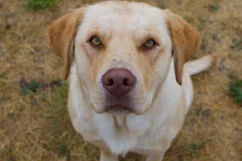 Yellow Lab Stock Photos