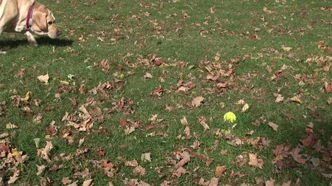 A Yellow Lab plays with a ball Stock Footage 72571557