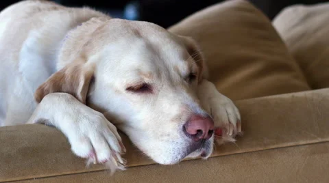 Yellow lab sleeping on back of couch, PROFILE, 4K Stock Footage 47456906