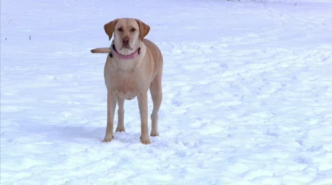 Yellow Lab in Snow 1298 Stock Footage