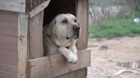 Yellow Labrador in Doghouse 库存影片 61112990