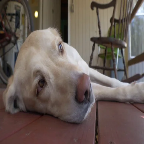 Yellow Labrador Falls Asleep on Front Porch of Country Home, 4K Stock Footage 69525134