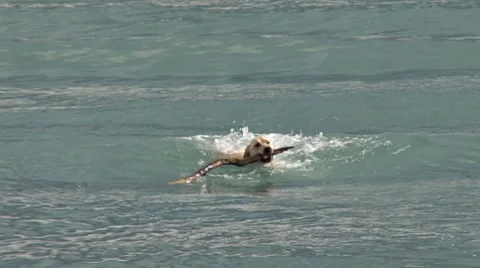 Yellow Labrador Fetching Stick in Waves 2 Video stock 8687191