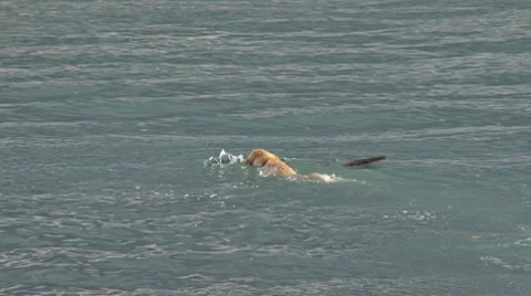 Yellow Labrador Fetching Stick in Waves 1b Stock Footage 8687205
