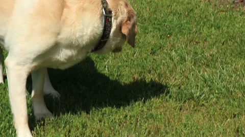 Yellow labrador 動画素材 22465445