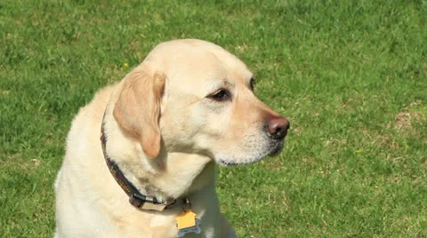 Yellow labrador Stock Footage 22467892